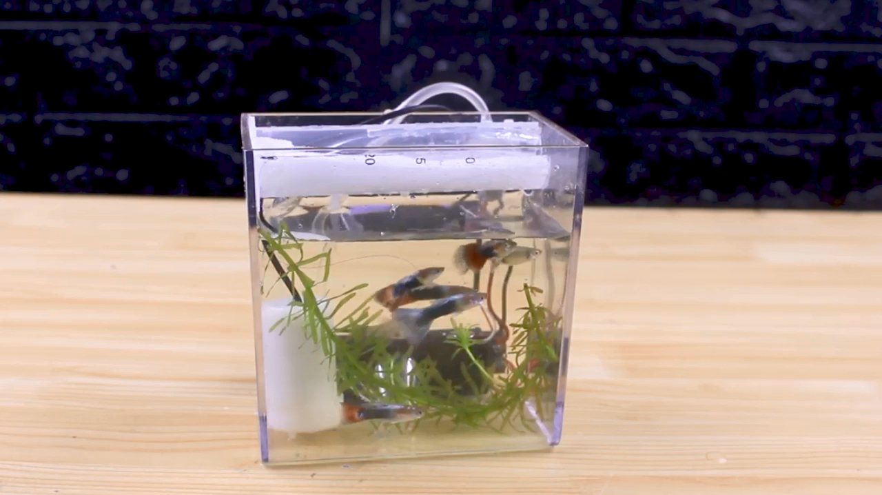 挑战自制“迷你鱼缸”,个头虽小功能齐全,没见过这么小的鱼!