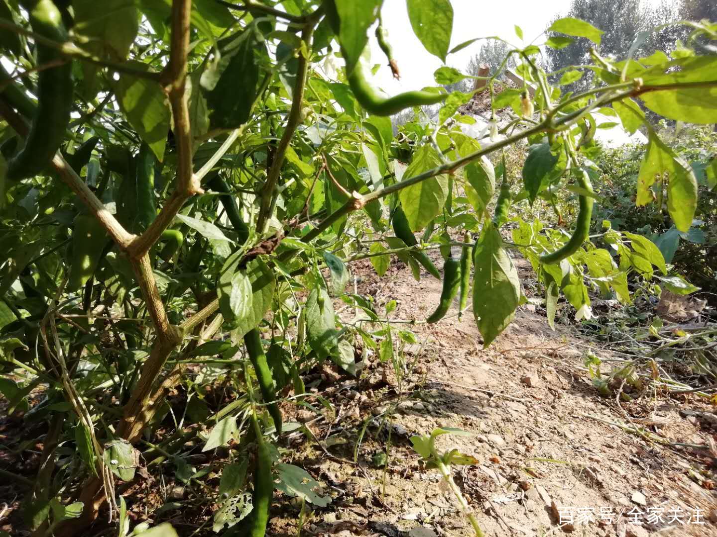 每个农村人家里都有的乡村小菜园,天然无公害