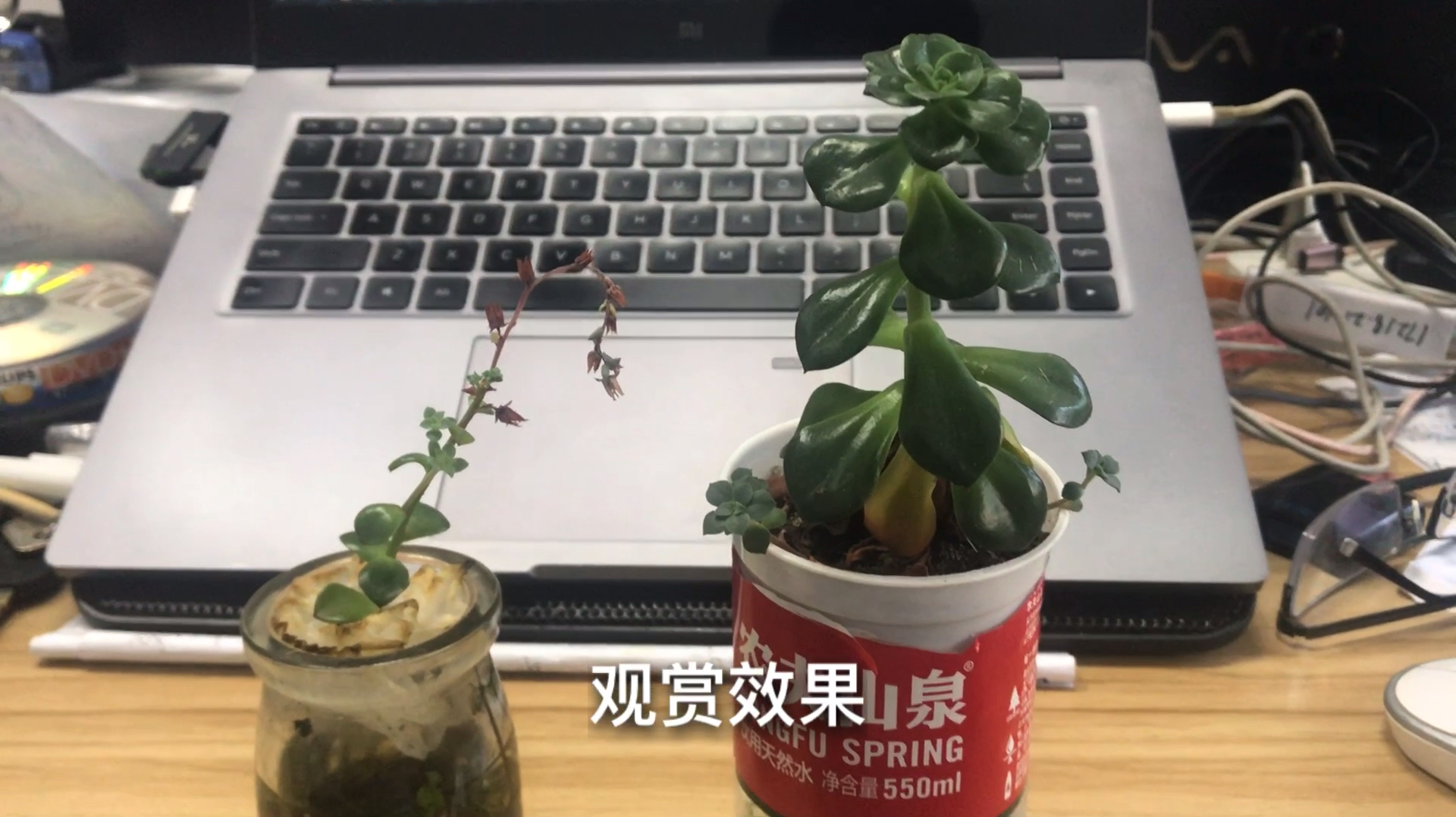 一颗多肉植物,不同种植方式环境,三种观赏效果