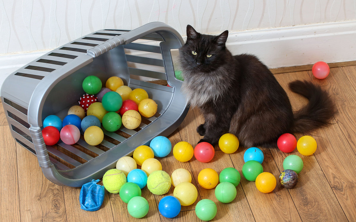 宠物电动玩具球：让你的毛孩子开心玩不停！