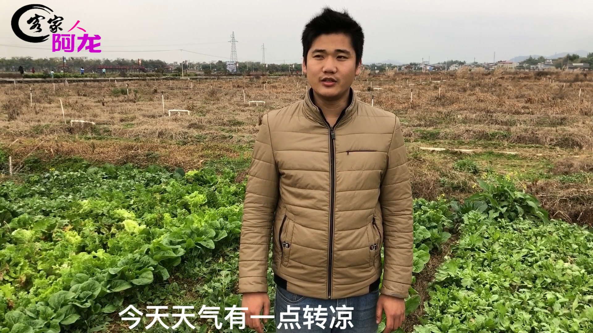 农村小伙介绍一种打火锅的青菜,那就是茼蒿,一起来看看吧!