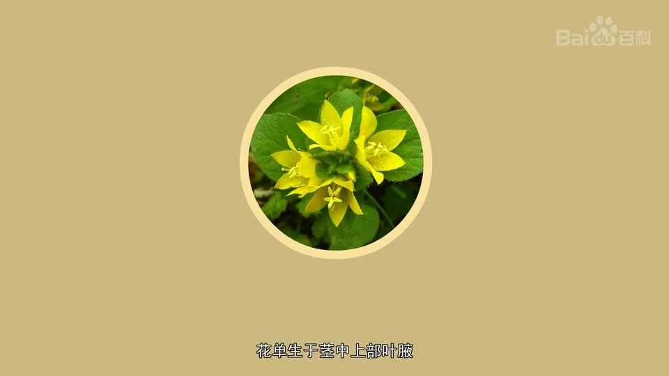 巴山过路黄