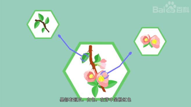 [图]一分钟了解海棠花