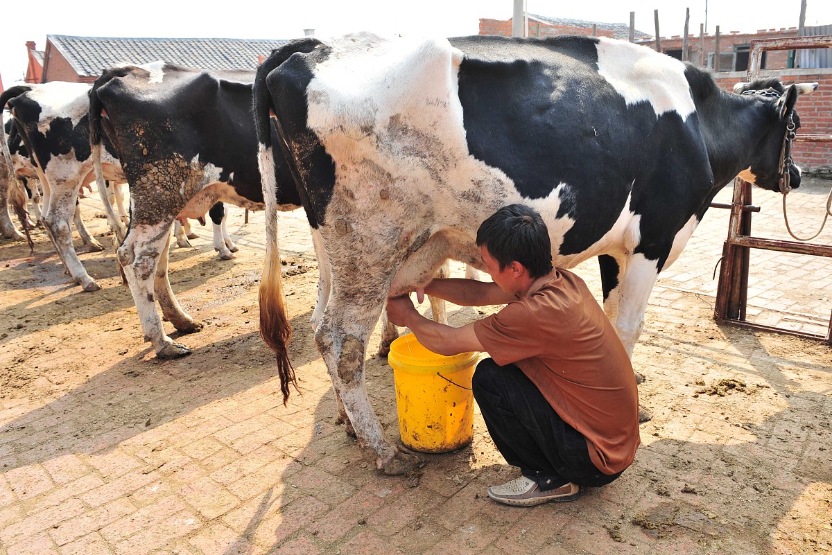 小牛可以喝牛奶吗给小牛喝牛奶会不会太奢侈