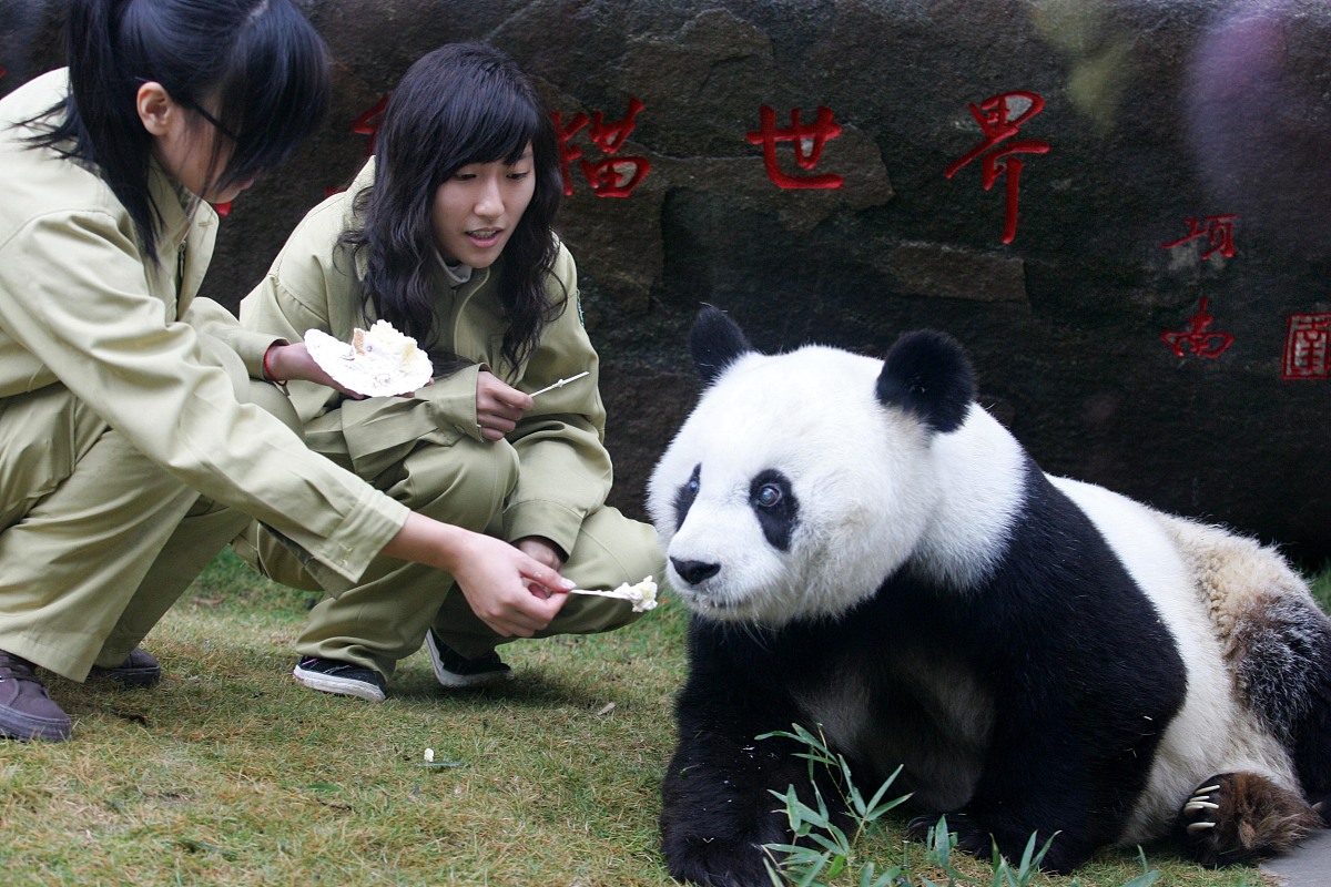 ***_***2008年12月28日,来自四川地震灾区的大熊猫在福州熊猫世界吃着