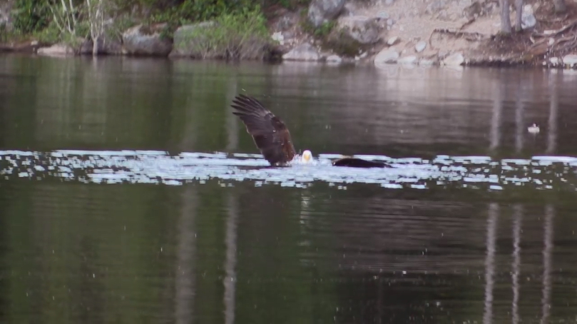 几只鸭子正在水中觅食,老鹰打算搞个偷袭,却不料反被算计