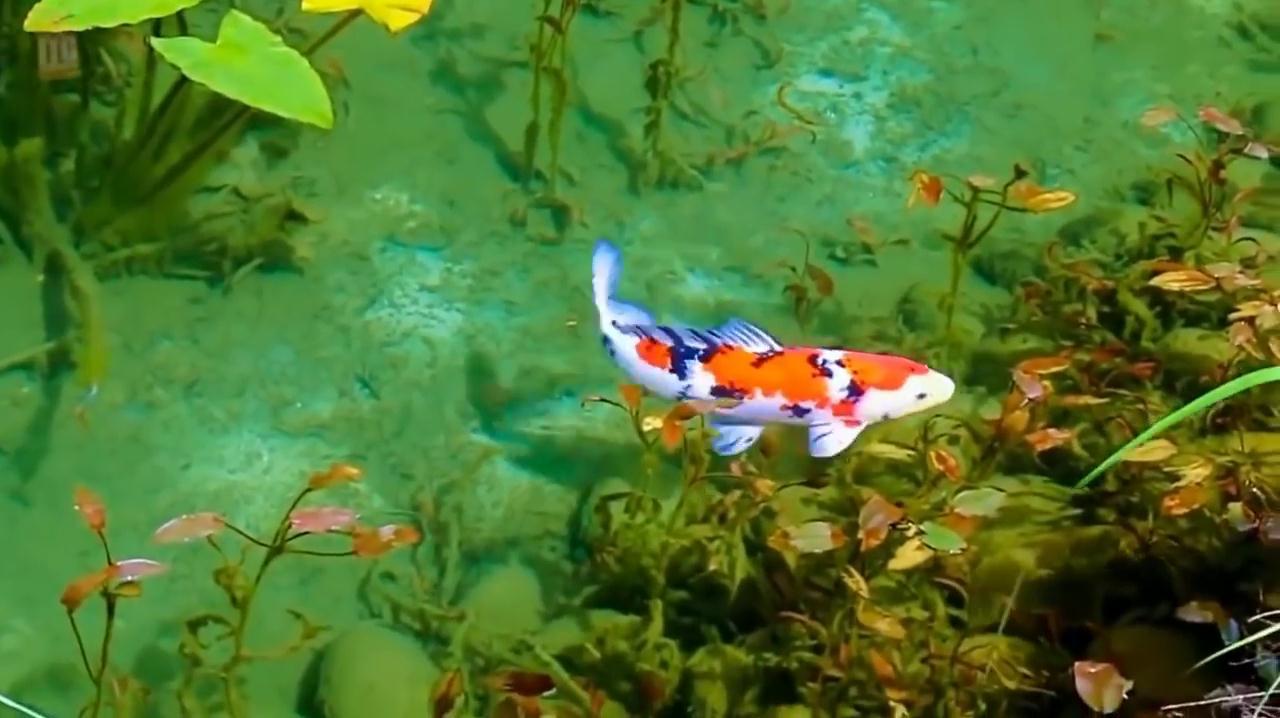 传说草可以生鱼,水坑时间久了就会生出鱼,鱼是从哪来的呢?
