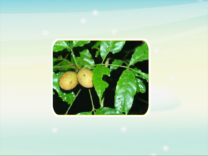 原来马肾果长这样