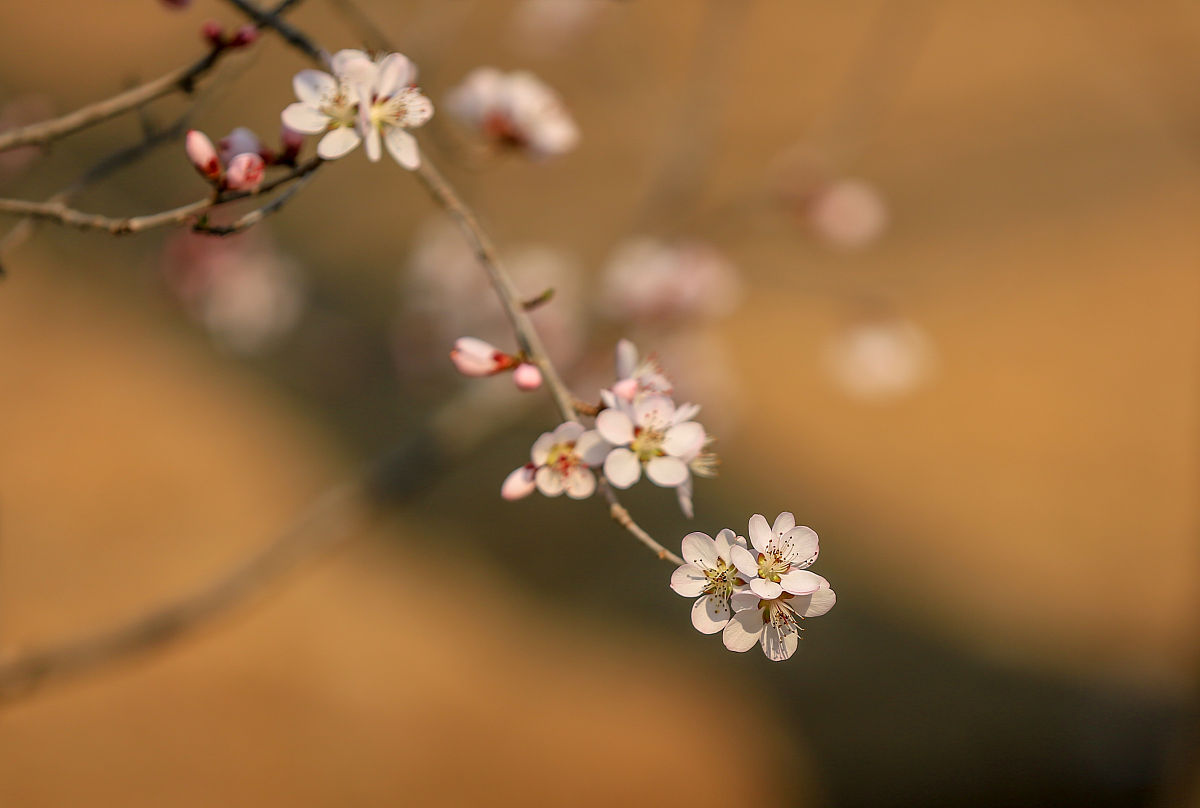 我说诗词你说下一句梨花落满院