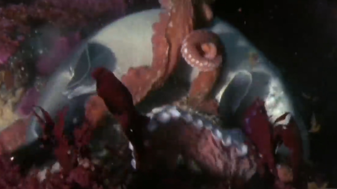 北太平洋巨型章鱼,捕食鲨鱼的全过程,真是让人大开眼界