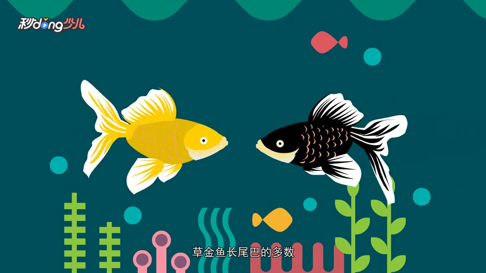 如何对草金鱼和锦鲤做出区分?