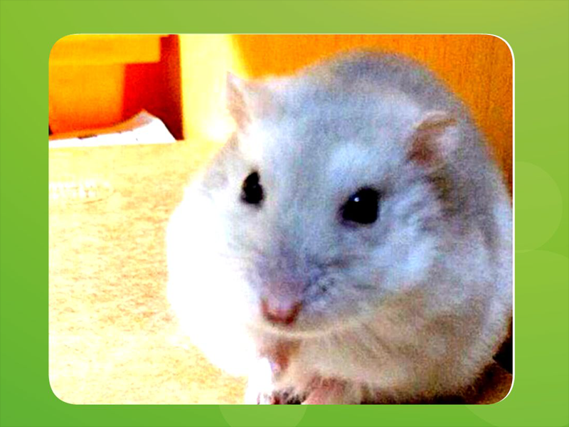 原来仓鼠奶茶长这样