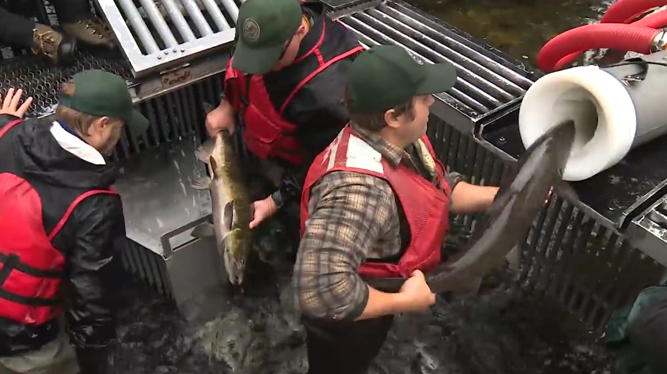 美国耗资一亿修“鲑鱼大炮”,轻松帮鲑鱼回家,比坐过山车还刺激