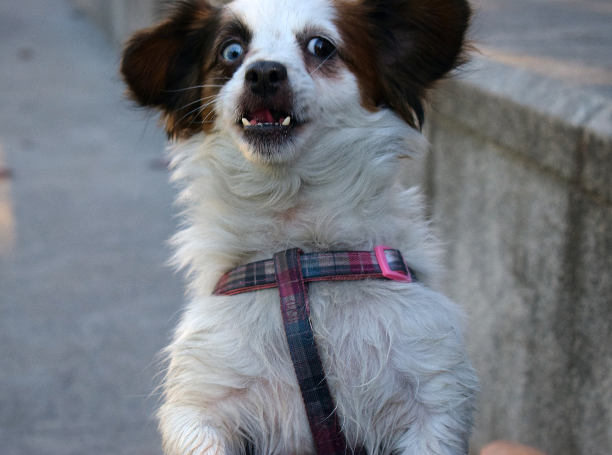 有个宠物狗起名韩淑俊可以不