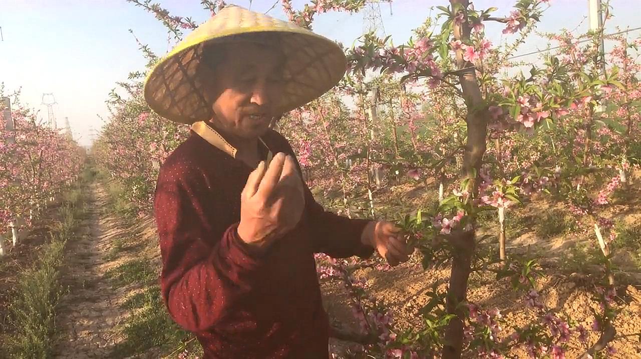 [图]密植桃园怎样留枝最为合适还高产,听桃树专家王老师怎样说