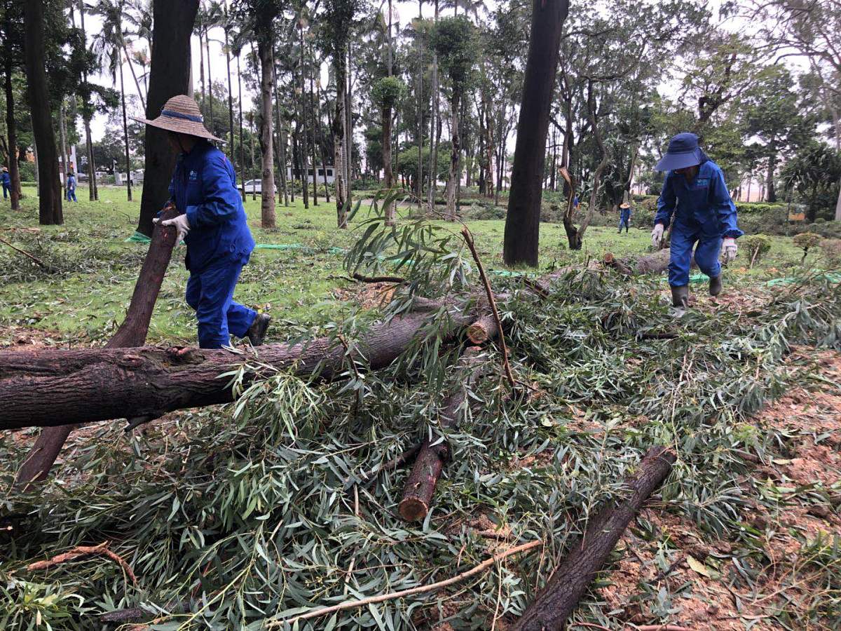 林学专业树木学实习日记：亲身体验剪枝采集与特征识别