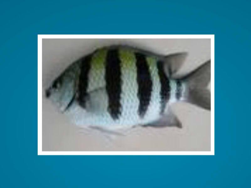 原来长崎雀鲷长这样