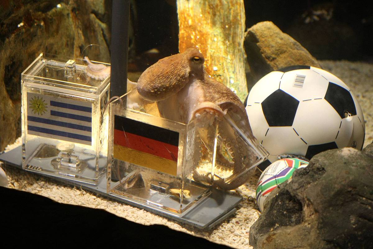 2010年7月9日,2010世界杯3,4决赛前瞻,章鱼帝预测德国胜乌拉圭夺得季
