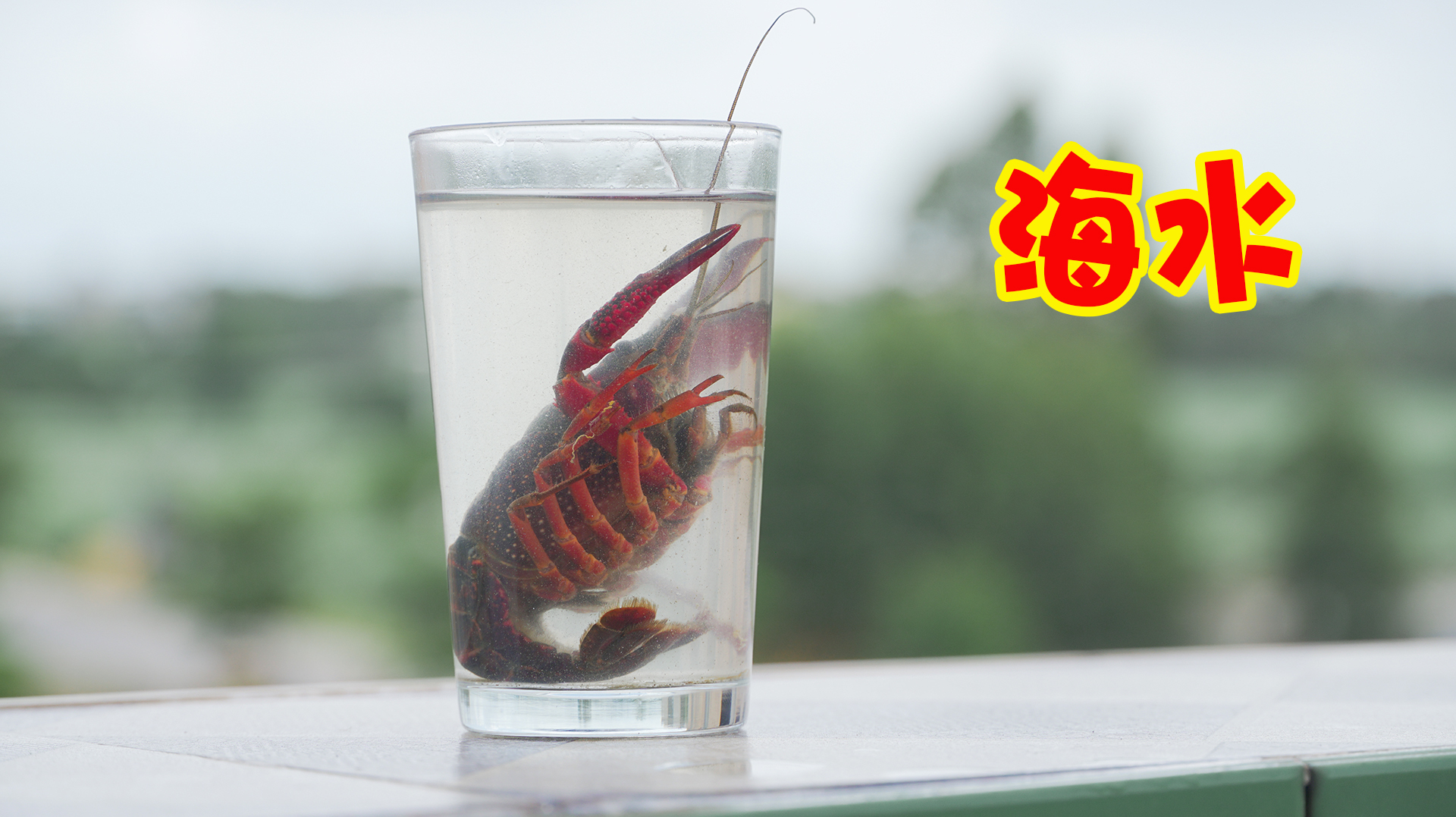 将淡水小龙虾放进“海水”里面,小龙虾会有什么反应呢?