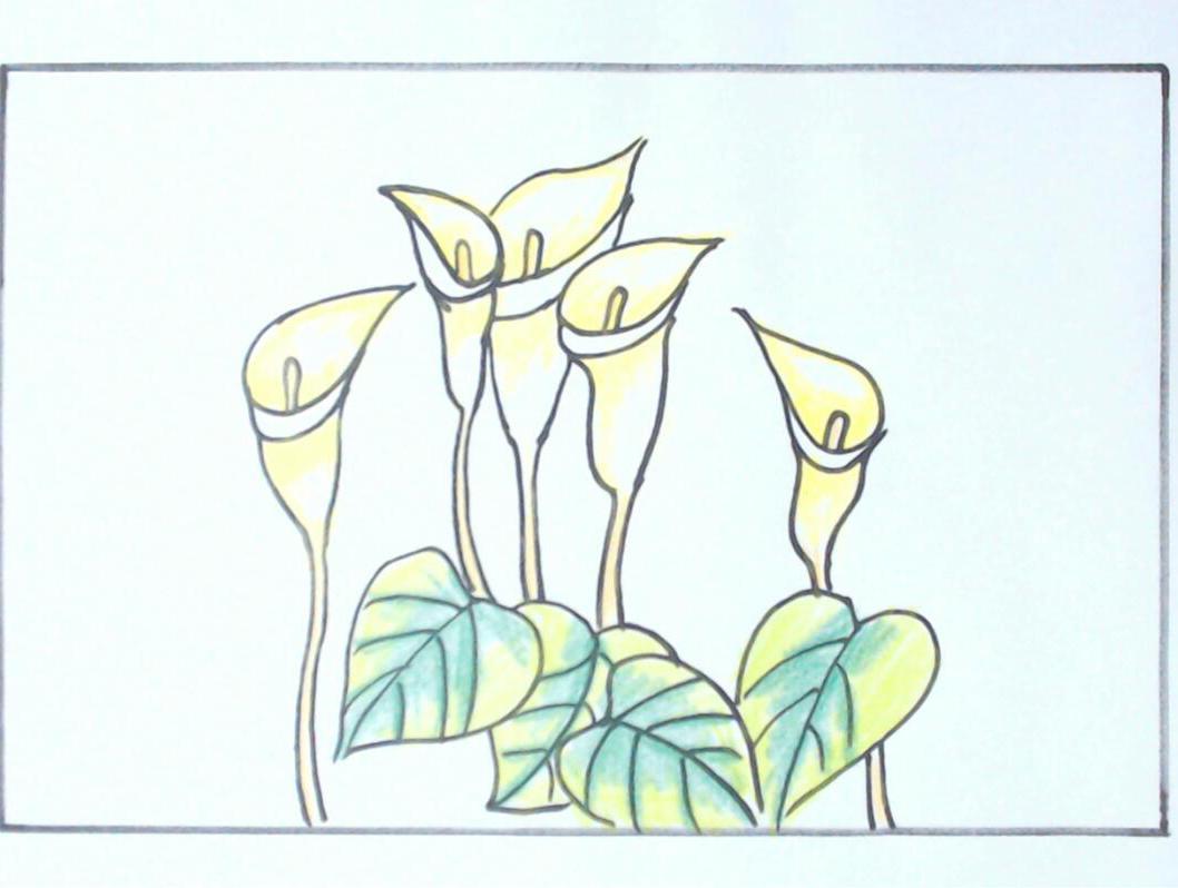 简笔画马蹄莲轻松好画
