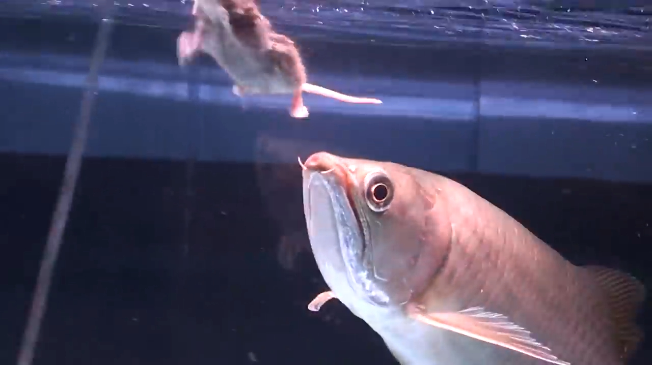 男子把老鼠扔进了鱼缸里,金龙鱼遇到老鼠,结果会怎么样?