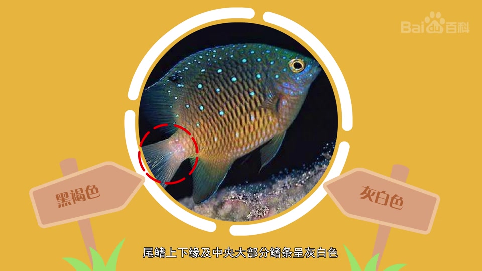 斑鳍光鳃鱼