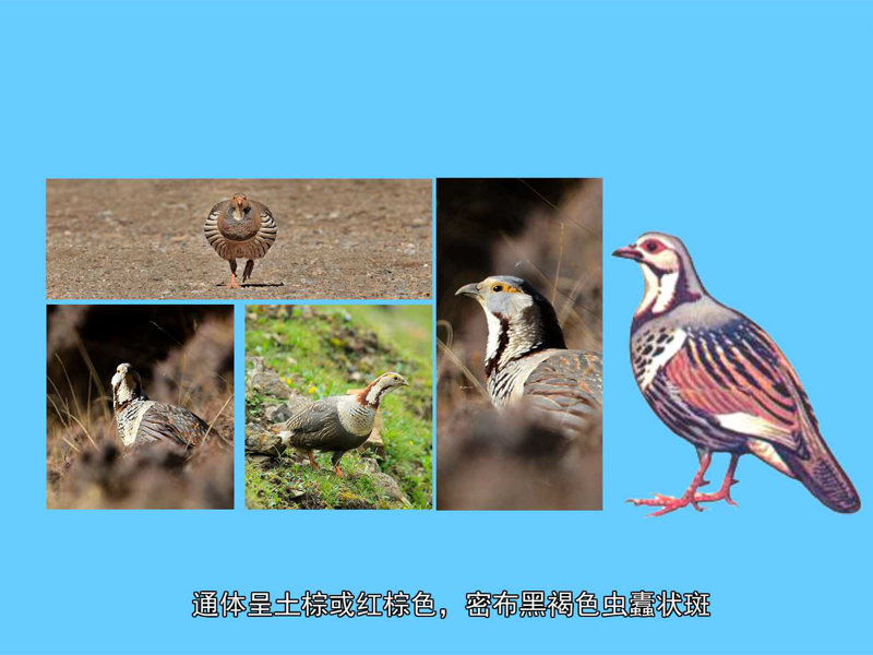 暗腹雪鸡:是雉科中的一种草食鸟类。体形较大