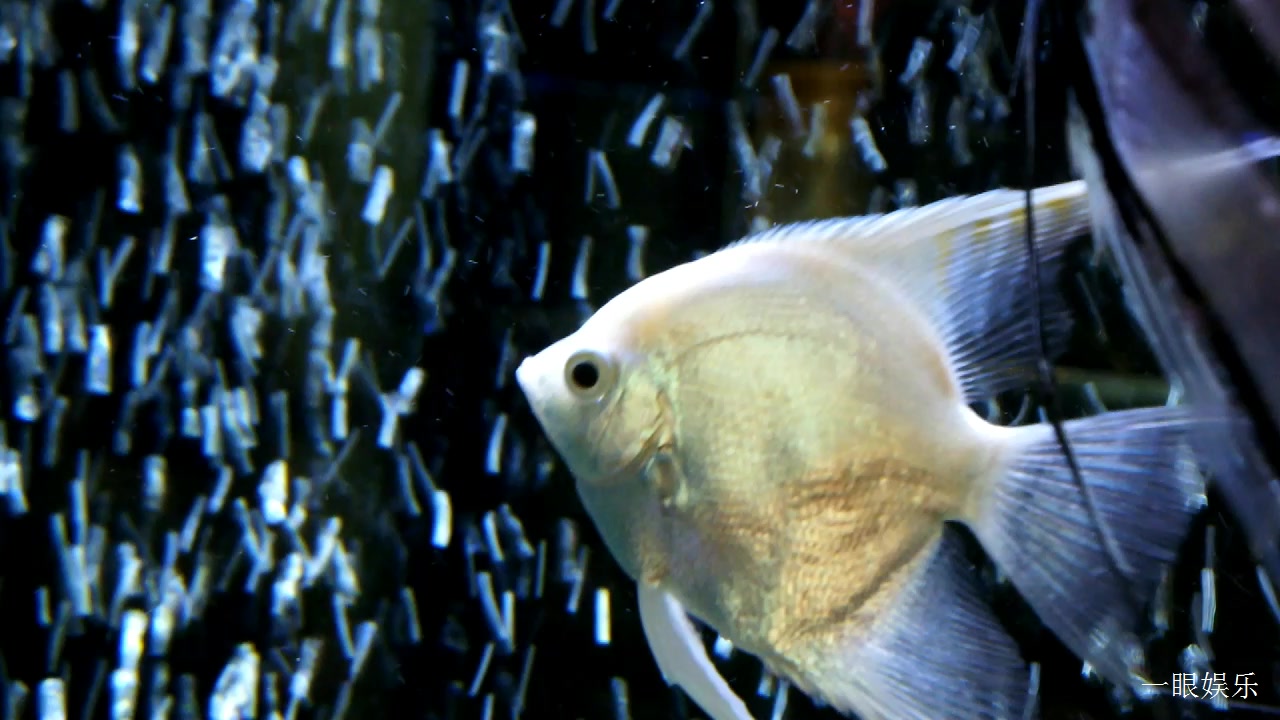 一只白色神仙鱼漂游在喷泉水中,姿态优美飘逸,真是好看啊