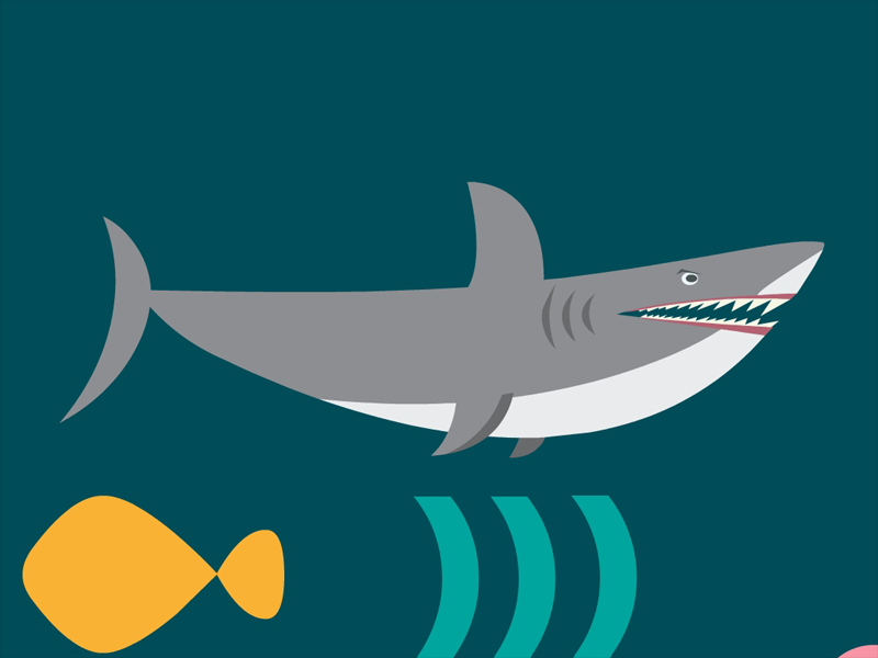 为什么鲨鱼一直在游泳?