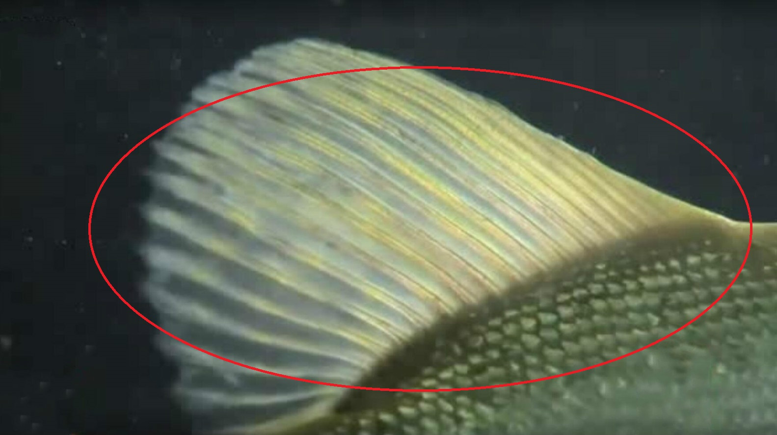 狗鱼的“血盆大口”长啥样?一旦被它咬住就凉凉,视频记录全程!