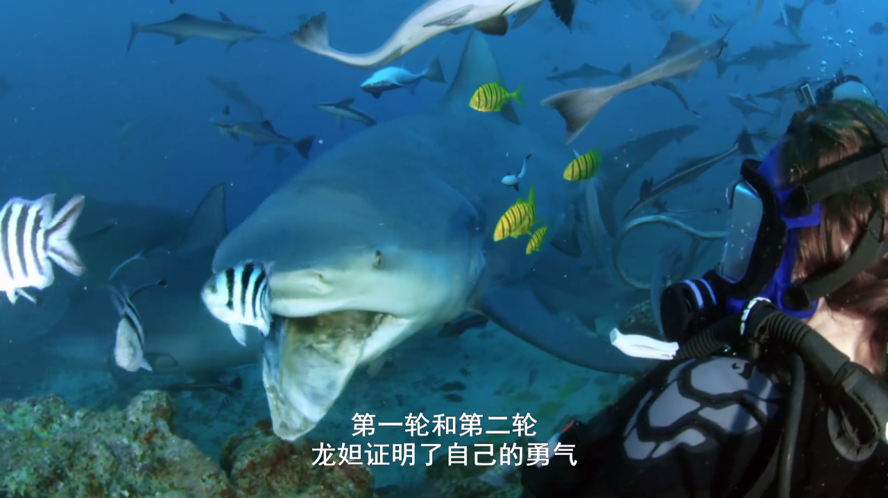 鲨鱼周:厉害了!深海里徒手喂鲨鱼,美女很是激动