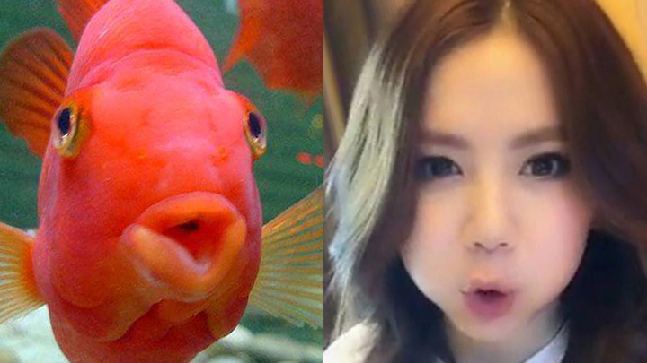 关之琳像猫头鹰,王思聪像树懒,这些明星跟动物惊人相似啊!
