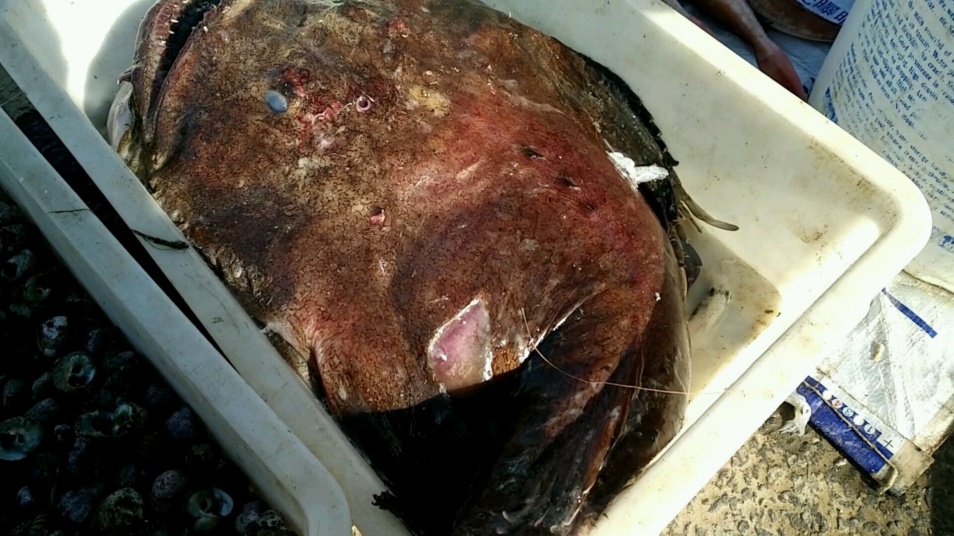 赶上渔民打鱼上岸,八爪鱼皮皮虾各种海鲜白菜价,这种丑鱼却50块