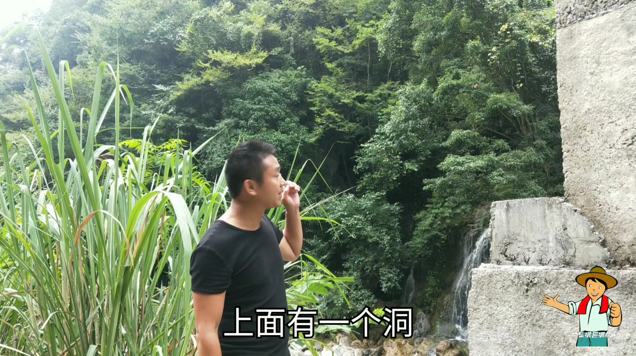 湖南三小伙上山,发现只长在悬崖边上的白菜,一公斤卖80元