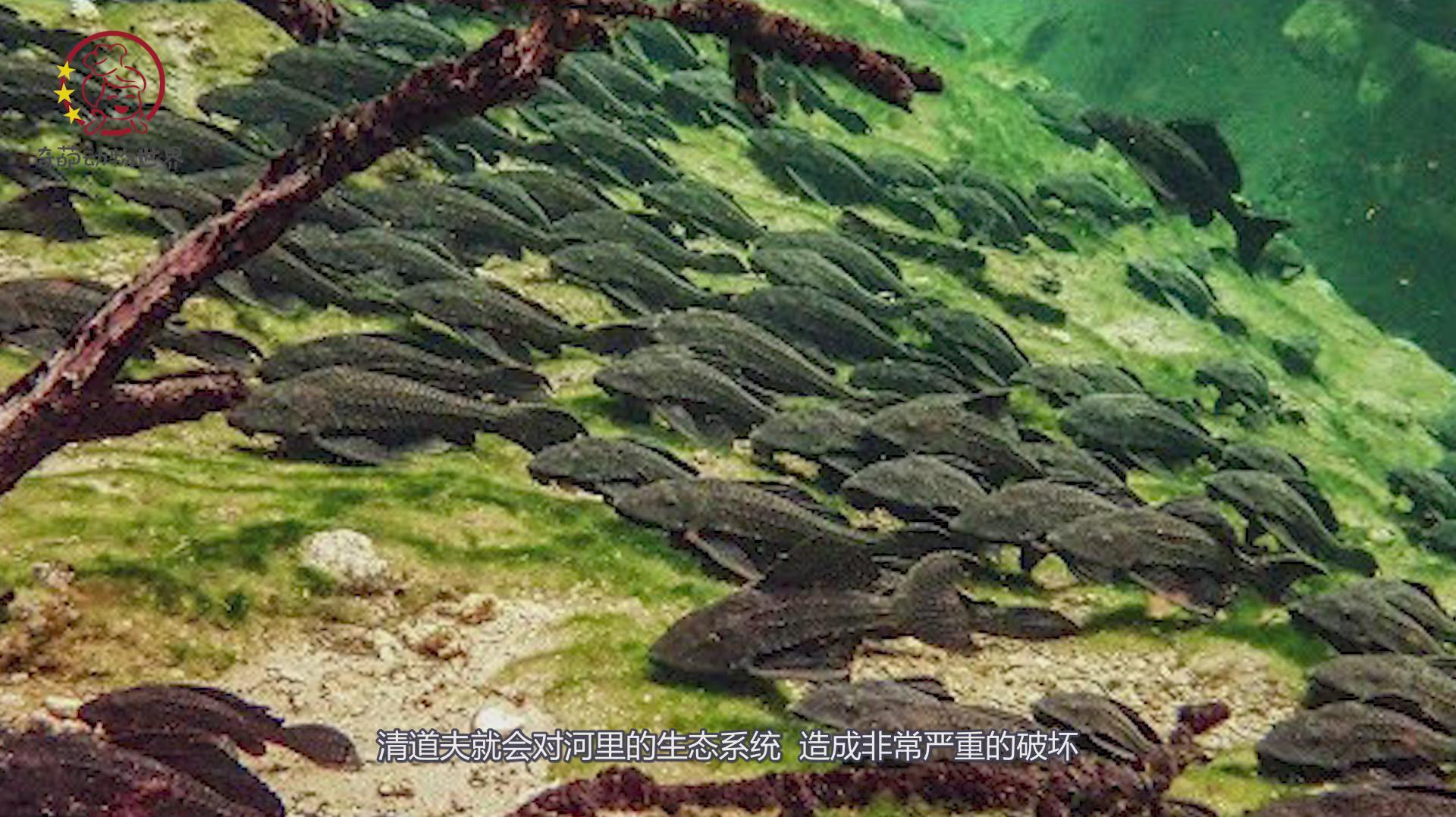 清道夫终于有天敌了?一口就是好几条,成吨的清道夫被巨兽吃光