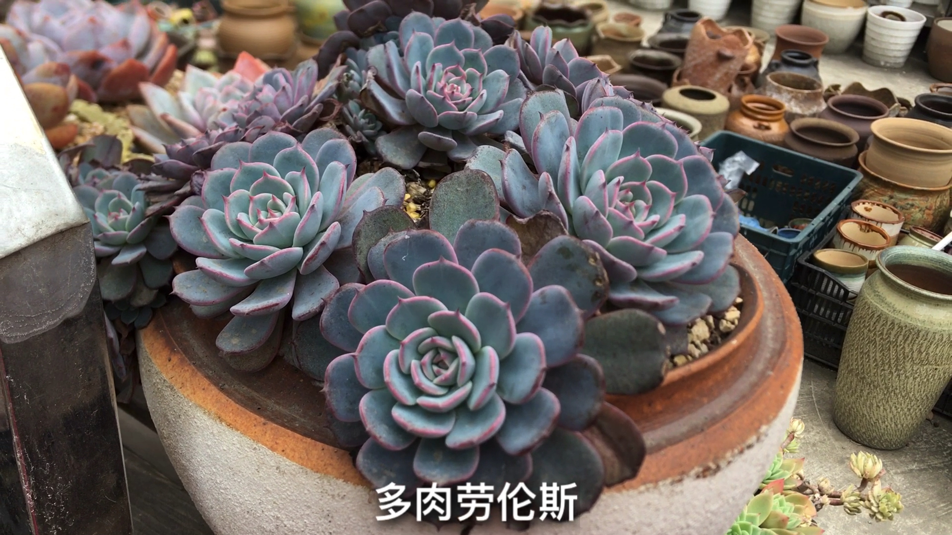 这盆多肉劳伦斯堪称为完美标本!