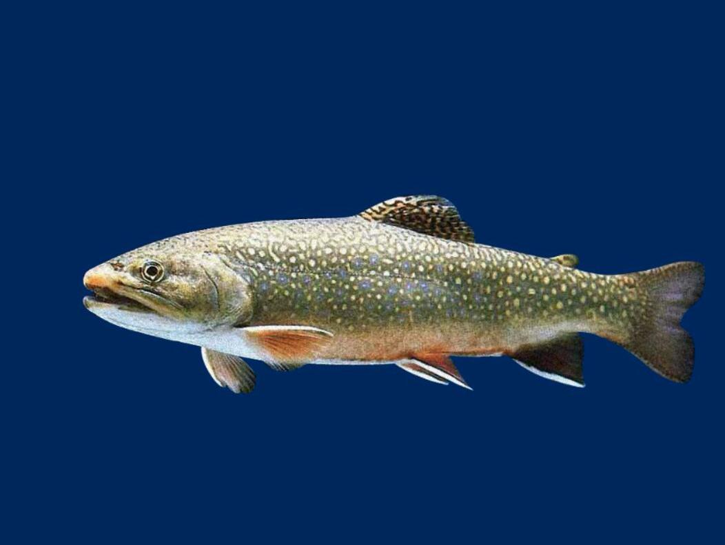 原来超级鲑鱼长这样