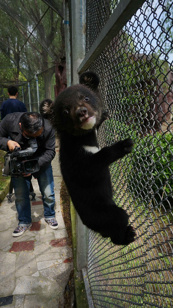 杭州动物园网红熊爆火！萌翻全场，游客争相打卡