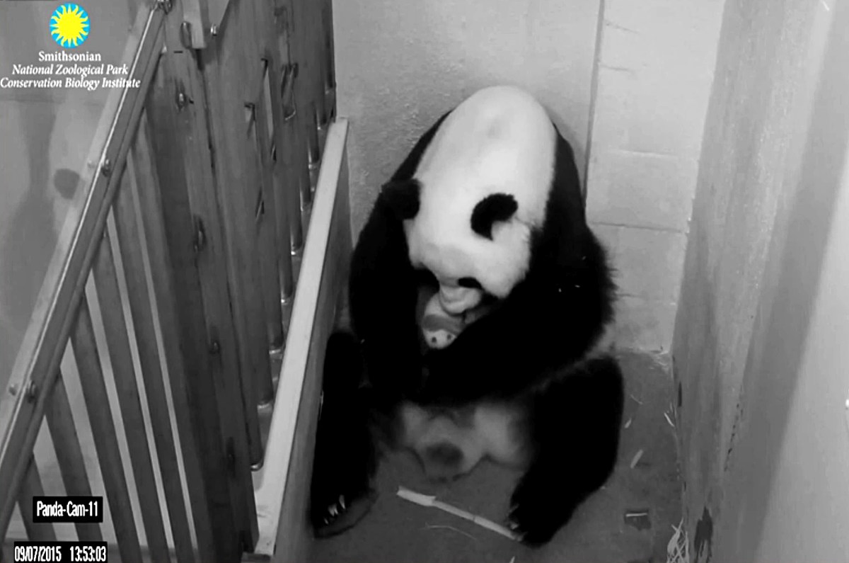 AMERICAN NATURALIST 期刊：生态学与进化生物学研究的领先平台