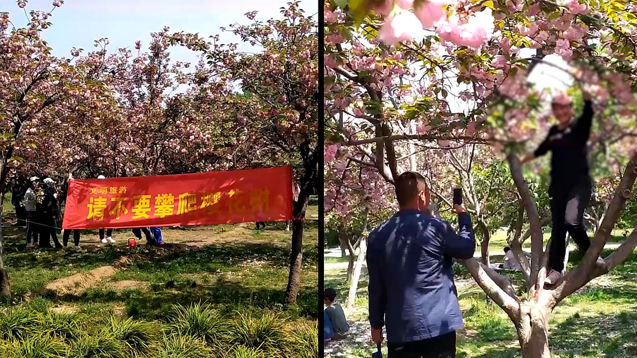 [图]残花一片!游客疯狂摇樱花树拍照,公园扯条幅用喇叭喊仍阻挡不了