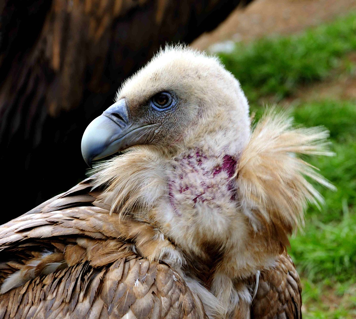 原神凉了吗？现状分析与未来展望