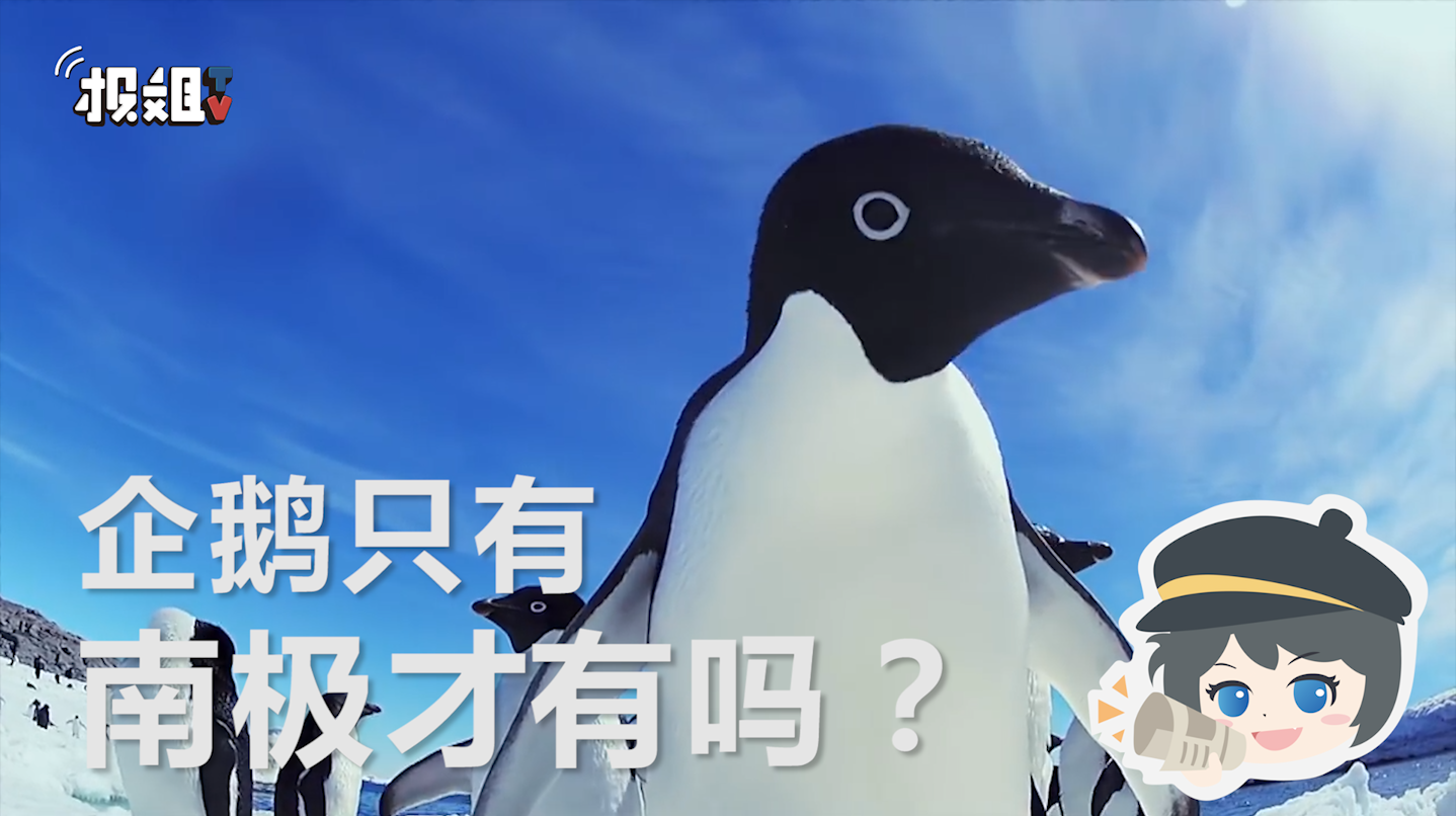 非洲也有企鹅?骗人的吧?