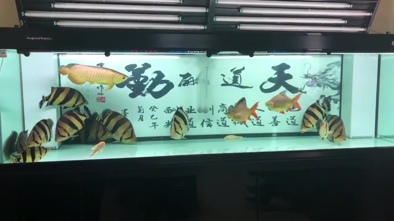 好漂亮的鱼缸,鱼儿在水中游的好快活,好唯美!