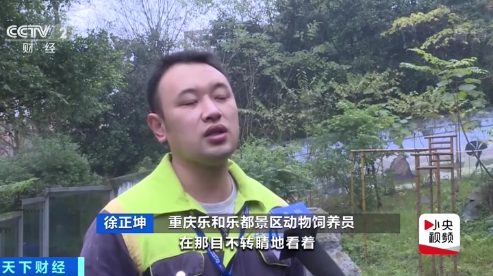 那只爱洗衣服的黑猩猩还会做俯卧撑做鬼脸