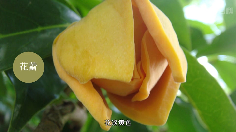 刺果番荔枝