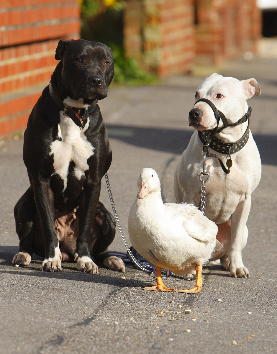 苹果手机对方发信息发送了不显示帮我用180字详细描述