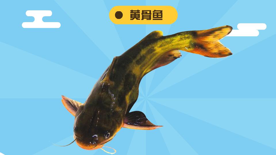 黄骨鱼:鮠科、黄颡鱼属鱼类