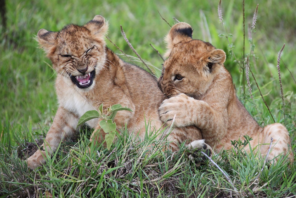 四川幼师学校幼师招生介绍用发