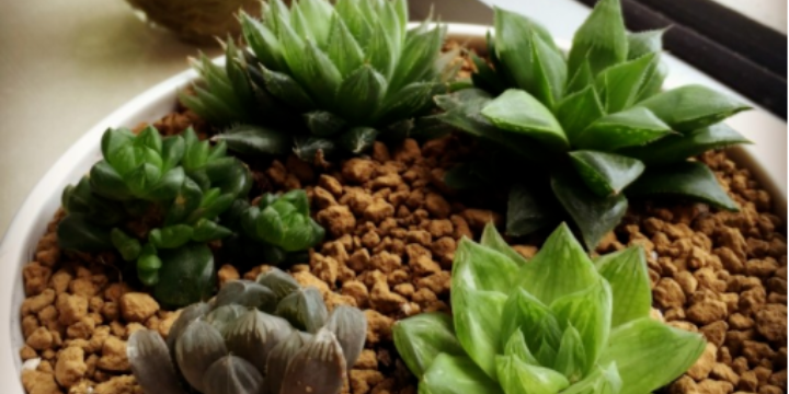 八种玉露搭配,便宜多肉做出高级感,一学就会!