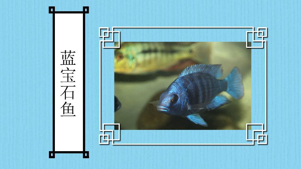 原来蓝宝石鱼长这样